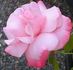 Tiki rose photo
