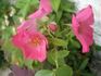 Hanseat rose photo