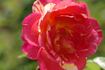 Rosita Missoni ® rose photo