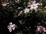 <i>Rosa</i> X <i>paulii</i> 'Rosea' rose photo
