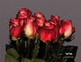 Farfalla® rose photo
