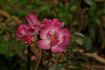 Antares ® rose photo