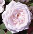 Nova Zembla rose photo