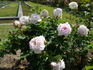 Clio rose photo