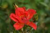 Anna Ford ® rose photo