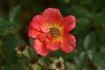 Anna Ford ® rose photo