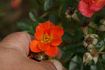 Anna Ford ® rose photo