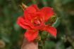 Anna Ford ® rose photo