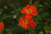 Anna Ford ® rose photo