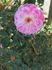Aline Rozey rose photo