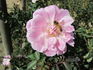 Aline Rozey rose photo