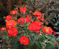 Amsterdam ® rose photo