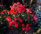 Amsterdam ® rose photo