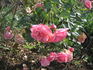 Andenken an Alma de l'Aigle rose photo