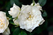 Little Eskimo rose photo