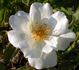 Autumn Delight rose photo