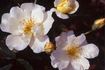 Autumn Delight rose photo