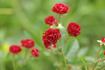 Anička rose photo