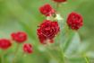Anička rose photo