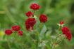 Anička rose photo