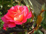 Shanty rose photo