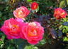Shanty rose photo