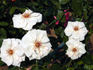 Bolero rose photo
