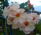 Bolero rose photo