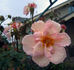 Bolero rose photo