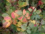 1-72-1DLFED rose photo