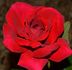 Ida Red rose photo