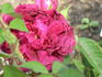 Avocat Duvivier rose photo