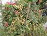 1-72-1DLFED rose photo