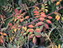 1-72-1DLFED rose photo