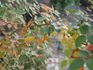 1-72-1DLFED rose photo