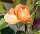 Southampton rose photo