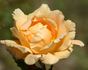 Southampton rose photo