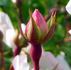 Grouse rose photo