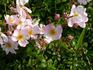 Grouse rose photo