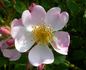 Grouse rose photo