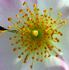 Grouse rose photo