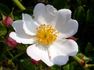 Partridge rose photo