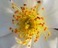 Partridge rose photo