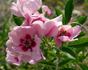 Euphrates rose photo