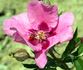 Euphrates rose photo