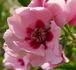 Euphrates rose photo