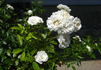 Summer Snow rose photo