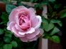 06-09-05 rose photo