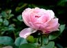 06-09-05 rose photo