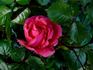 Mittsommermärchen rose photo